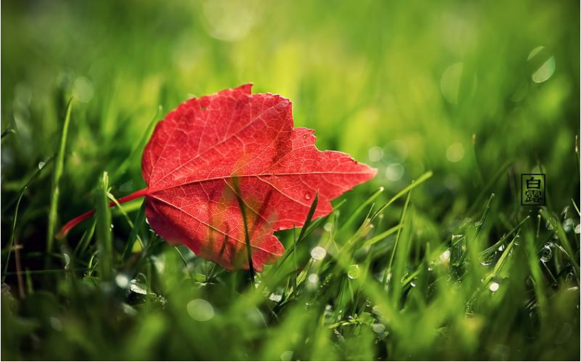 白露节气的特点和风俗