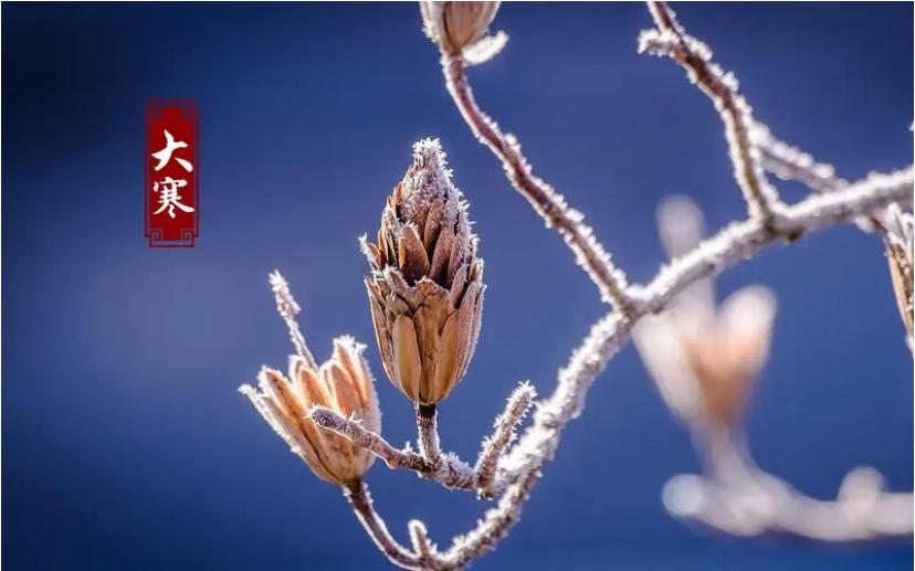 岁末大寒至，静候春归来